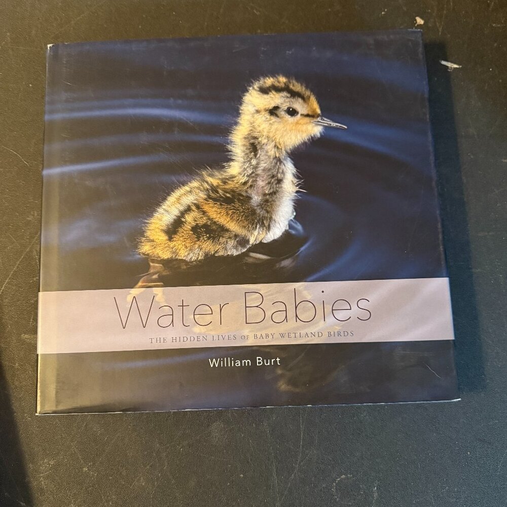 Water Babies : The Hidden Lives of Baby Wetland Birds by William Burt